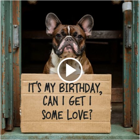 A Furry Friend’s Special Day: The Cute Dog’s Birthday Bash