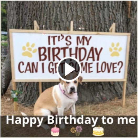 Rocky’s Milestone: Celebrating His 5th Birthday