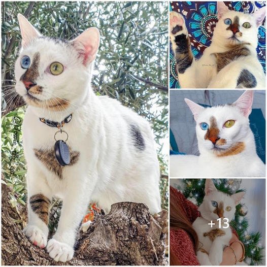 Bowie the Cat: A Stunning Feline Phenomenon Captivates the Web