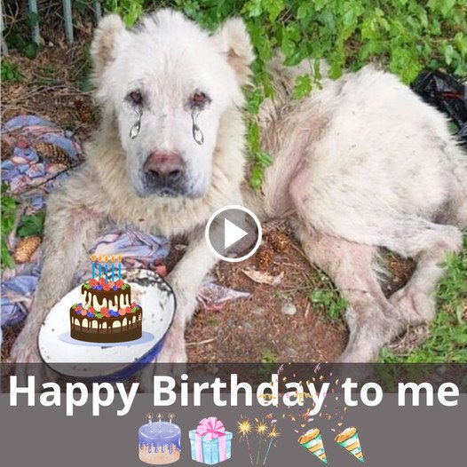 A Heartfelt Birthday Wish for a Lonely, Ailing Dog