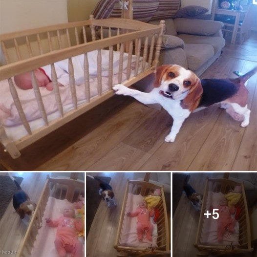 Adorable Beagle Gently Lulls Baby to Sleep