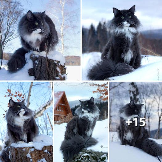 Amidst Veils of Mystery: The Enigmatic Charm of the Black Norwegian Forest Cat