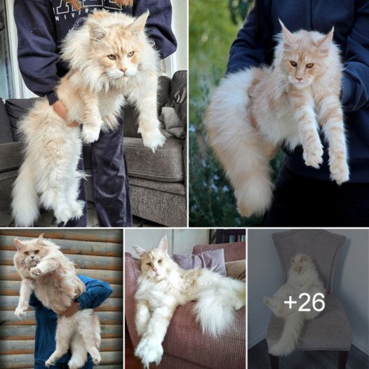 SY Majestic Maine Coons: These Breathtaking Cats Will Leave You Speechless – Your Feline Friend Will Fade in Contrast!