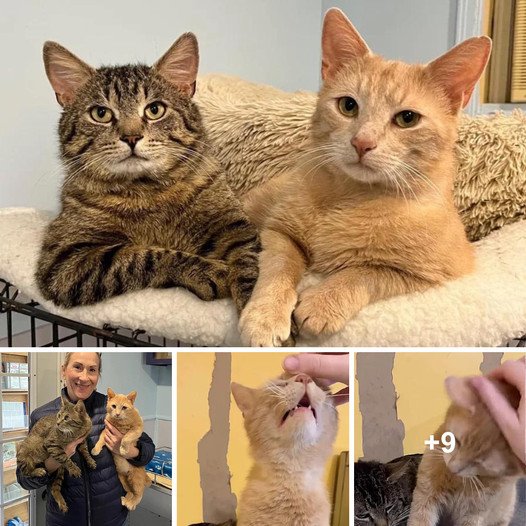 Shy Feline Siblings Find Lifelong Companion Who Returns to Adopt Them from Shelter