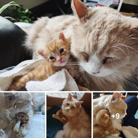 House Cat Embraces Role as Kitten’s Caregiver, Never Leaving Its Side