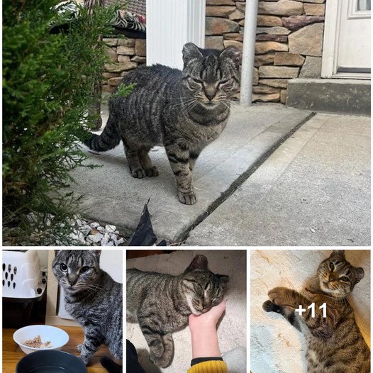 Cat Begins to Frequent a Home and Entices Attention by Rolling Around Until He Is Pampered by a New Friend