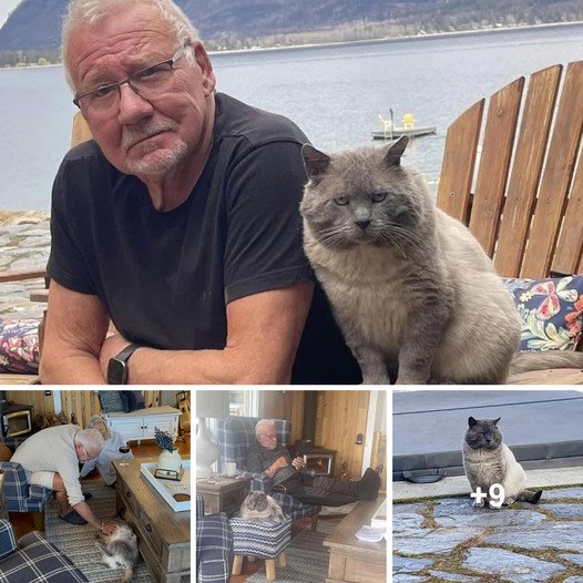 From Cat Skeptic to Cat Lover: How a ‘Grumpy-Looking’ Cat with Prominent Cheeks Won Over a Man’s Heart