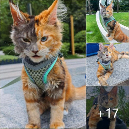 Chongchi: The Cat with Unique Fur That Captured the Internet’s Heart