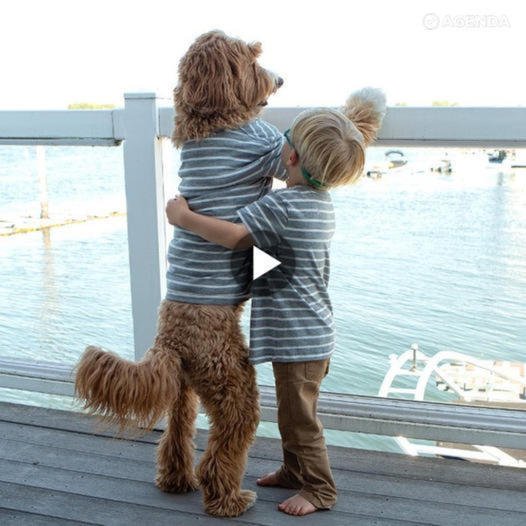 Everyday Joy: Poodle and Young Boy Eagerly Await Dad’s Return, Capturing Hearts Worldwide