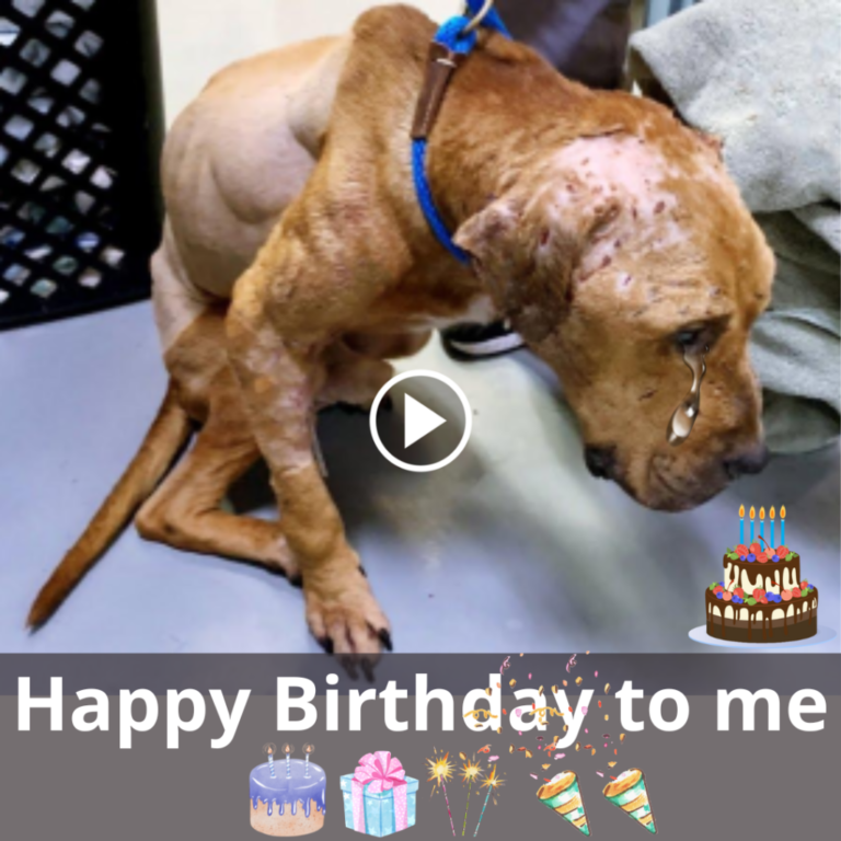 A Heartfelt Birthday Tribute to a Stray Dog Clinging to Hope Amidst Adversity