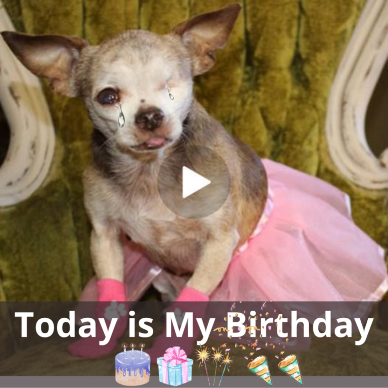 Celebrating the Birthday of a Lonely Dog: Happy Birthday to Her