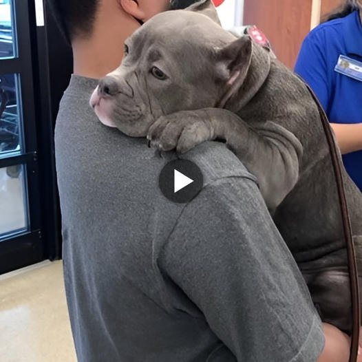 Bulldog’s Tears of Joy and Heartfelt Embrace Upon Adoption After 550 Days in Shelter Captivate Social Media