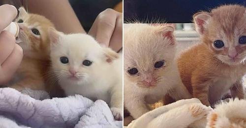 Two Three-Week-Old Kittens Found Abandoned In A Cardboard Box Get A New Chance At Life