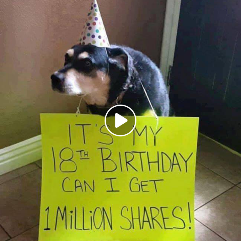 A Canine Celebration: A Heartwarming Birthday Wish from a Humble Pooch