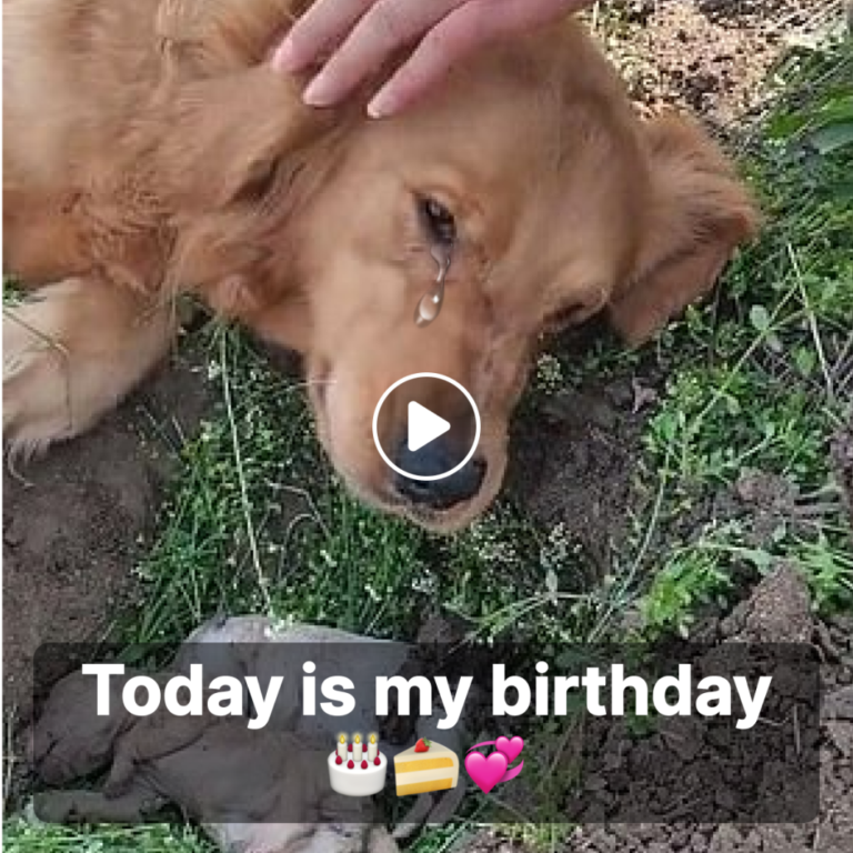 Heartbreak on Her Birthday: Mother Dog Receives Shocking News of Her Puppies’ Tragic Loss