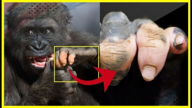 Pink-Fingered Gorilla: A Captivating Close-Up of Anaka Reveals Vitiligo