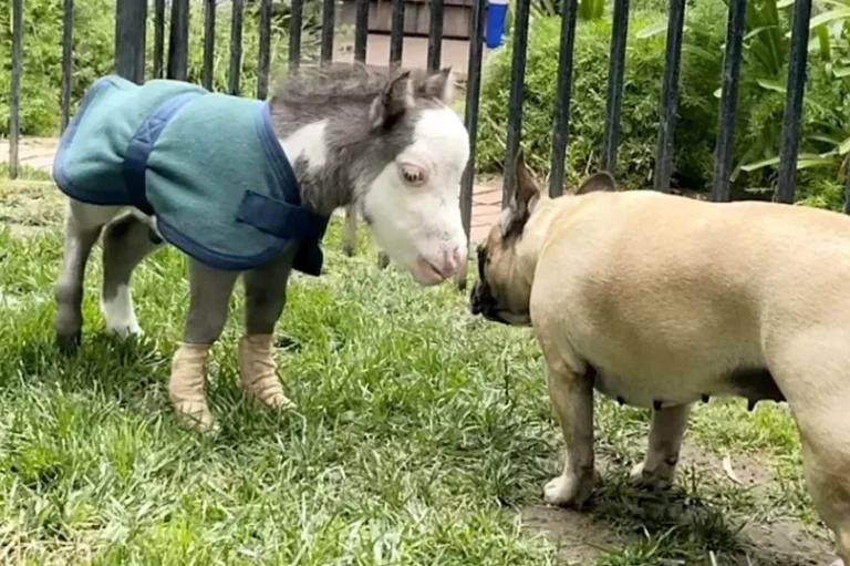 Tiny Horse Rejected by Mother for Small Size Finds Joyful Companionship with Three Dogs