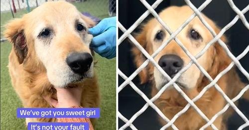A Heartrending Journey: Senior Dog Faces Emotional Hardships After Owner’s Death and Subsequent Shelter Return