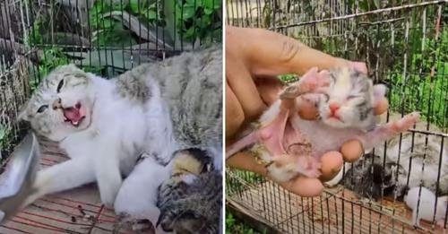 A Tale of Resilience: Stray Mother Cat and Kittens Find Safety After Ordeal