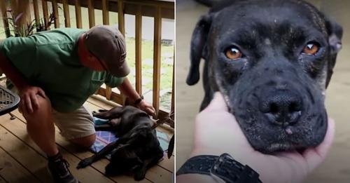 A Fortunate Encounter: How a Wounded Dog Found Her Forever Home