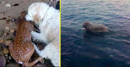 Remarkable Rescue: Brave Dog Saves Drowning Fawn from Stormy Waters