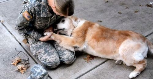 Joyful Reunion: Elderly Dog Overwhelmed with Happiness as Army Best Friend Returns!