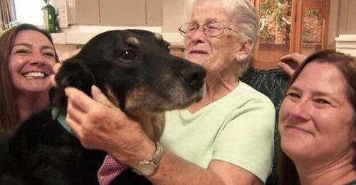 Dog Keeps Breaking Out of Shelter and Running to a Nursing Home to Hang Out with Its Residents!