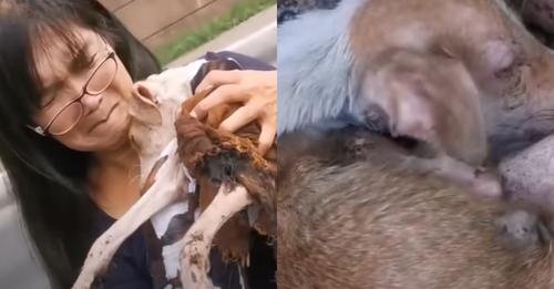 Rescuers Devastated by Starving Dog’s Plight, Rally to Rescue the Weakened Pup