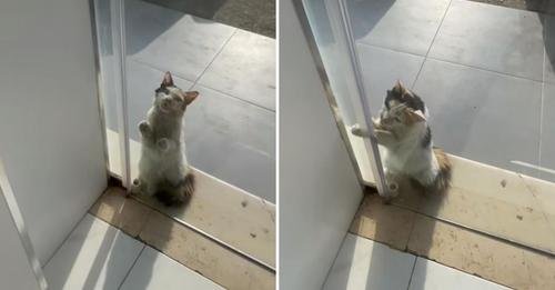 Storekeeper’s Kind Gesture Turns a Stray Cat’s Life Around During a Sweltering Heatwave