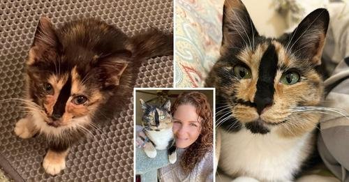 A Serendipitous Rescue: How a Smiling Kitty Overcame Adversity to Bring Joy