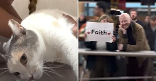Paralyzed Cat Defies Euthanasia and Embarks on a Thousand-Mile Journey to New Home