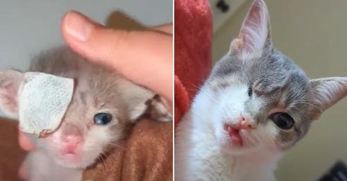 Triumph Over Adversity: The Inspiring Journey of Mouse, the Newborn Kitten with a Fighting Spirit