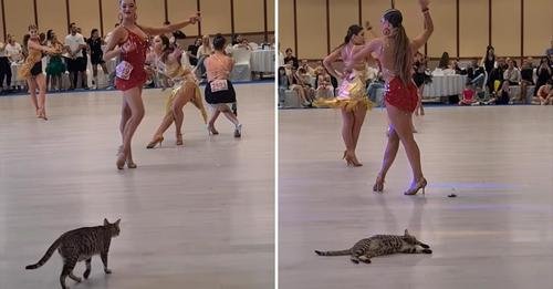 Pregnant Cat Crashes Dance Competition, Becoming The Center Of Everyone’s Attention