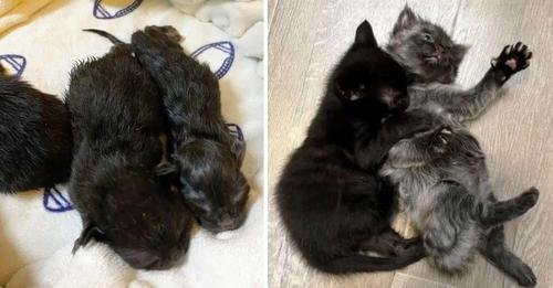 Resilient Beginnings: Two Abandoned Kittens Flourish in New Forever Home