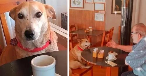 Coffee Shop Dog Keeps Customers Company Every Day After Being Adopted