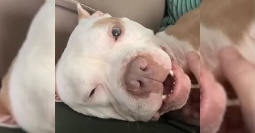 Rejected Shelter Dog Finds His Perfect Match in a Compassionate Owner
