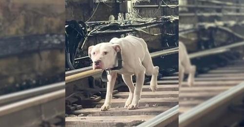 Terrified Stray Dog Races Along Railroad Tracks, Desperately Seeking Rescue