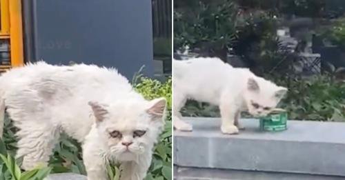 From Timid to Triumph: The Heartwarming Transformation of a Stray Kitten