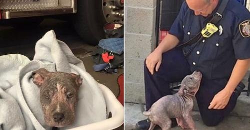 A 3-Month-Old Pitbull Is Saved By A Firefighter After Being Abandoned By Previous Owners