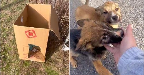 Sweet Rescue: Woman Saves Two Puppies During Bakery Run