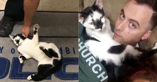 Charming Stray Cat Wanders Into Police Station, Finds a Loving Home