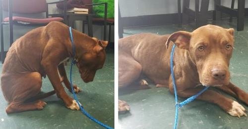 Shelter Dog on Death Row Trembles with Fear and Is Too Afraid to Walk – A Tale of Hope