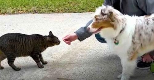 Pet Dog Saves a Stray Cat, Transforming Their Owners’ Lives