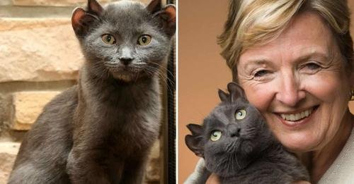 The Remarkable Tale of Yoda: The Four-Eared Cat Yet to Find a Home