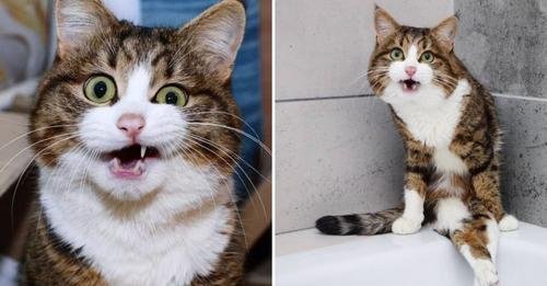 After Years of Abuse, This Disabled Cat Finds Love and Becomes an Internet Sensation