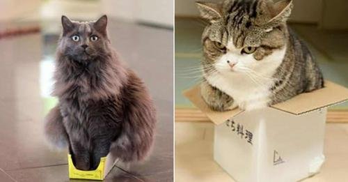 22 Cats Who Refuse To Accept That Their Boxes Are Too Small