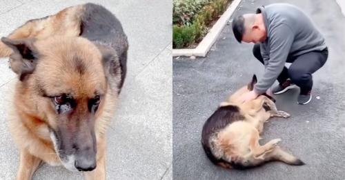 Emotional Reunion: Retired Police Dog Joyfully Reconnects with Former Handler