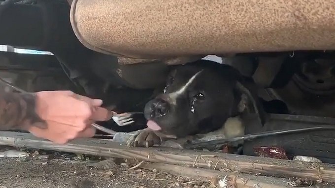 The Remarkable Woman Who Successfully Coaxed the Distressed Pregnant Dog from Under the Truck