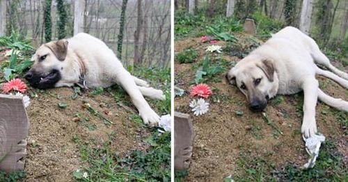 Heartbroken Dog Visits Deceased Owner’s Grave Daily