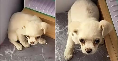 Shop Owner Welcomes Stray Puppy After Heartfelt Encounter